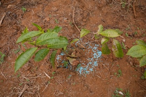 A small plant with several green leaves is growing in reddish-brown soil. Small blue granules are scattered around the base of the plant, possibly fertilizers or nutrients. The surrounding area has a few dead twigs and patches of small green shoots emerging from the soil.