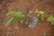A small plant with several green leaves is growing in reddish-brown soil. Small blue granules are scattered around the base of the plant, possibly fertilizers or nutrients. The surrounding area has a few dead twigs and patches of small green shoots emerging from the soil.