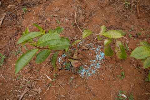 A small plant with several green leaves is growing in reddish-brown soil. Small blue granules are scattered around the base of the plant, possibly fertilizers or nutrients. The surrounding area has a few dead twigs and patches of small green shoots emerging from the soil.