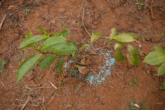 A small plant with several green leaves is growing in reddish-brown soil. Small blue granules are scattered around the base of the plant, possibly fertilizers or nutrients. The surrounding area has a few dead twigs and patches of small green shoots emerging from the soil.