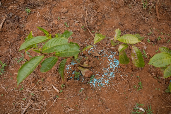 A small plant with several green leaves is growing in reddish-brown soil. Small blue granules are scattered around the base of the plant, possibly fertilizers or nutrients. The surrounding area has a few dead twigs and patches of small green shoots emerging from the soil.