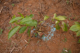 A small plant with several green leaves is growing in reddish-brown soil. Small blue granules are scattered around the base of the plant, possibly fertilizers or nutrients. The surrounding area has a few dead twigs and patches of small green shoots emerging from the soil.