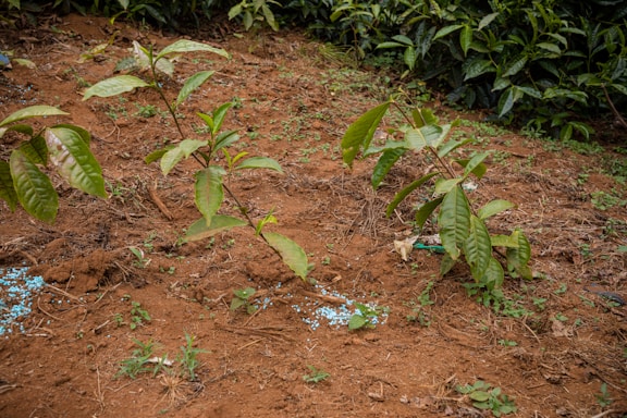Several young green plants with large leaves are growing in reddish-brown soil. Small blue granules, possibly fertilizer, are scattered near the plants. The background includes dense foliage of more mature plants.