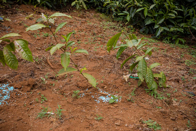 Close-up of vibrant green leaves growing in a home garden with natural fertilizer granules scattered nearby.