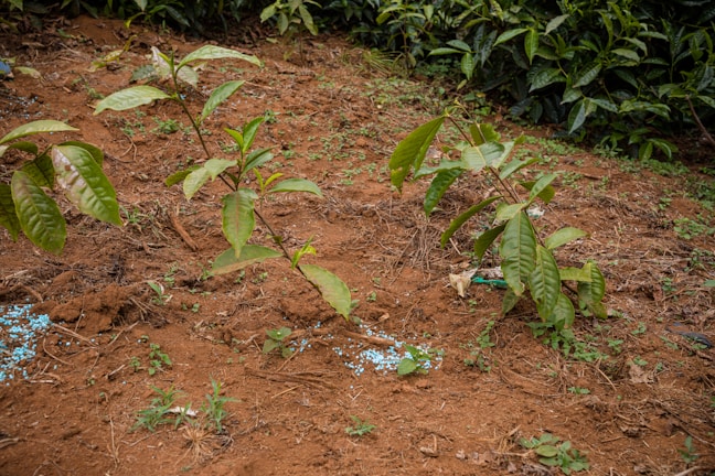 Several young green plants with large leaves are growing in reddish-brown soil. Small blue granules, possibly fertilizer, are scattered near the plants. The background includes dense foliage of more mature plants.