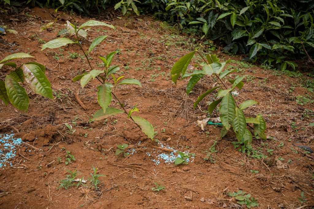 Fertilizante para Cultivos