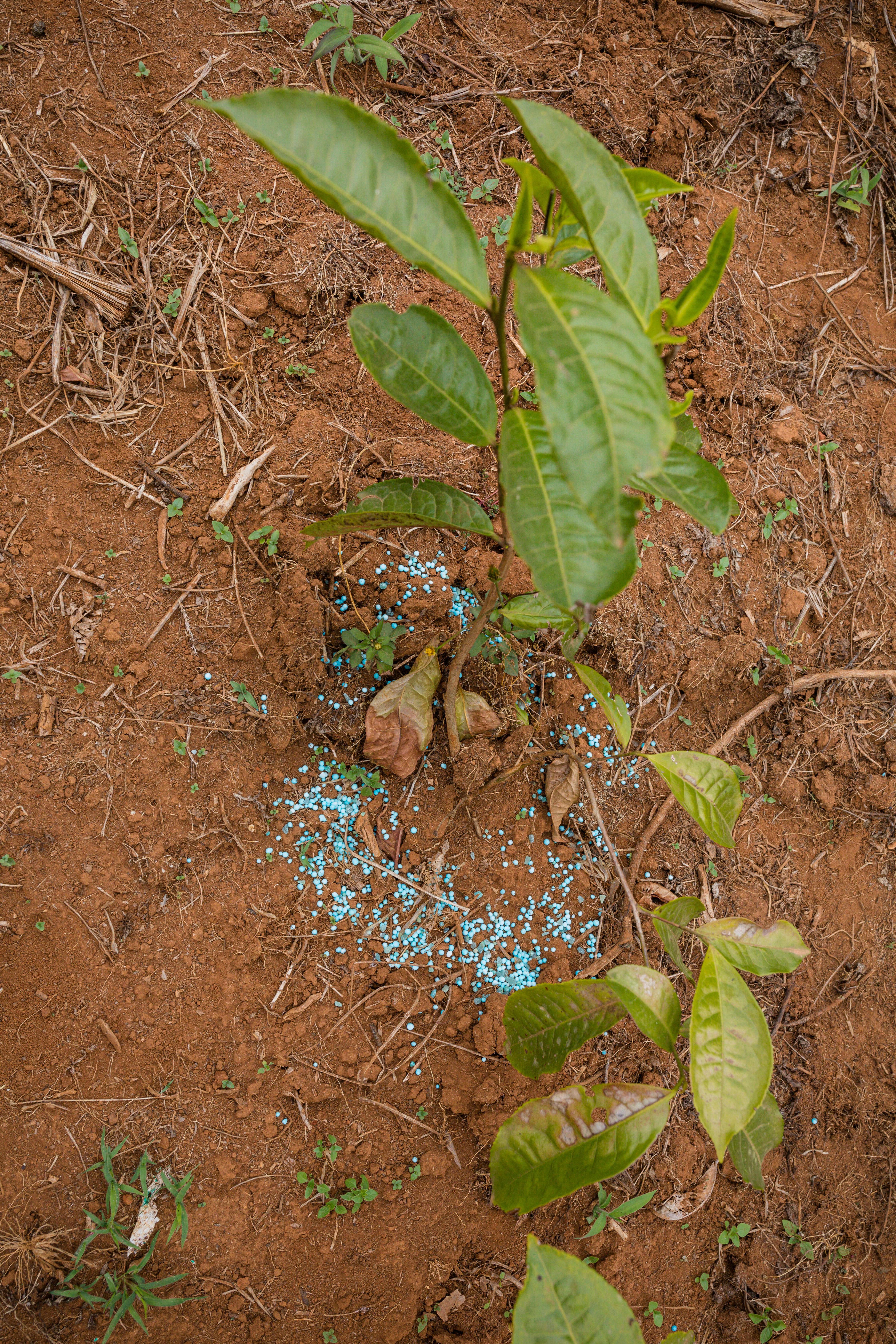 Aprenda a identificar os sinais de falta de nutrientes nas plantas