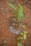 A small plant with green leaves is growing in reddish-brown soil. Around the base of the plant, there are blue granules scattered on the ground, likely fertilizers. The plant has a few brown, wilting leaves, suggesting it may need care or nutrients.