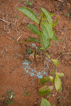 A small plant with green leaves is growing in reddish-brown soil. Around the base of the plant, there are blue granules scattered on the ground, likely fertilizers. The plant has a few brown, wilting leaves, suggesting it may need care or nutrients.