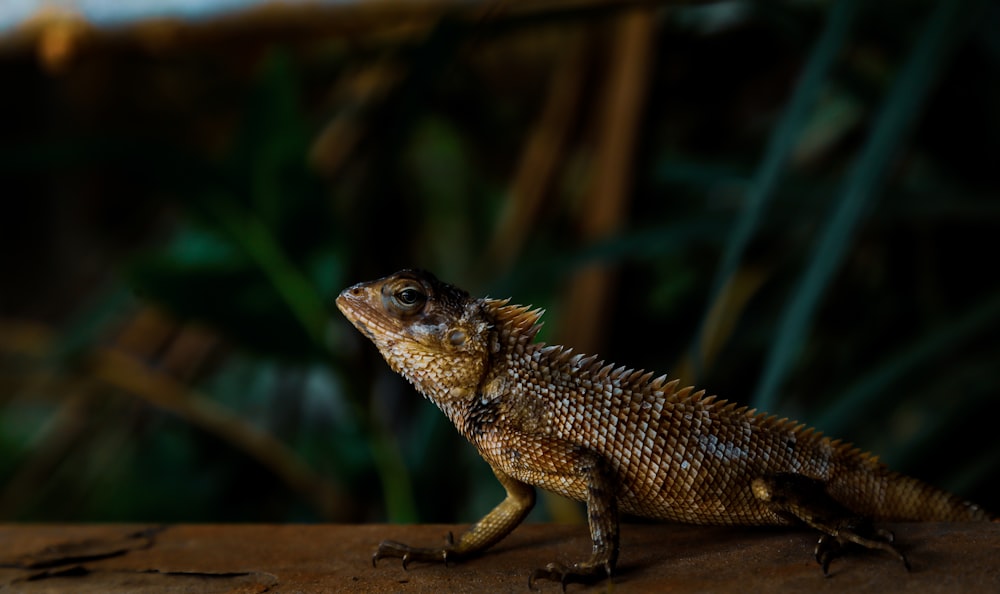 a lizard on a rock