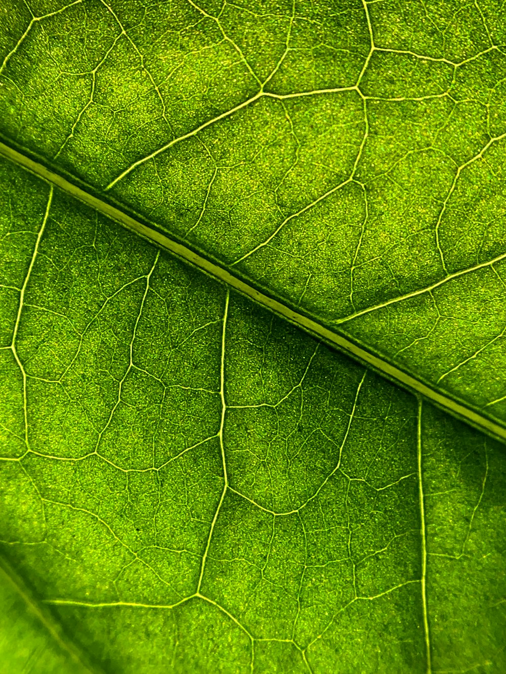 a close-up of a leaf