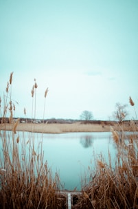 a body of water with plants around it