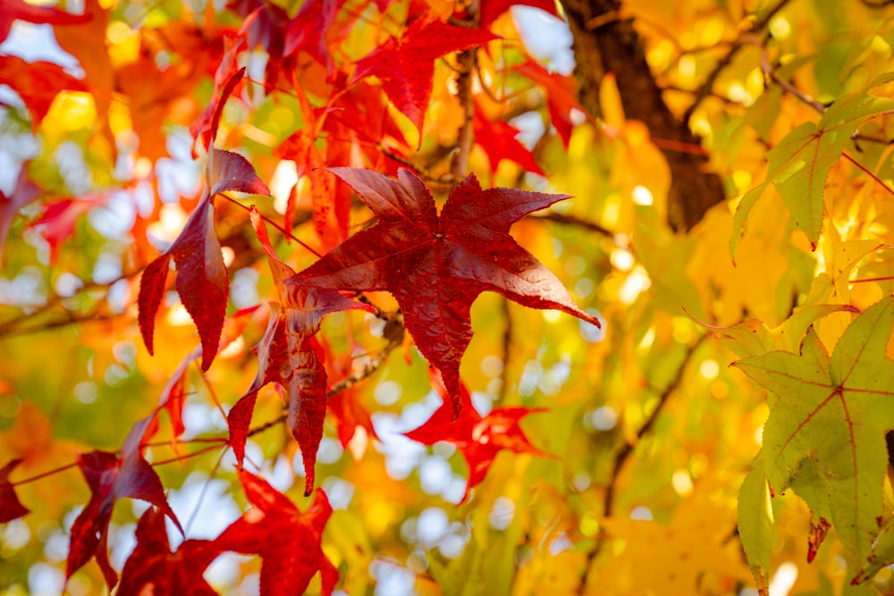 a red leaf on a tree