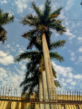 A sturdy barrier fence protecting a palm-lined residential area in Kuwait.