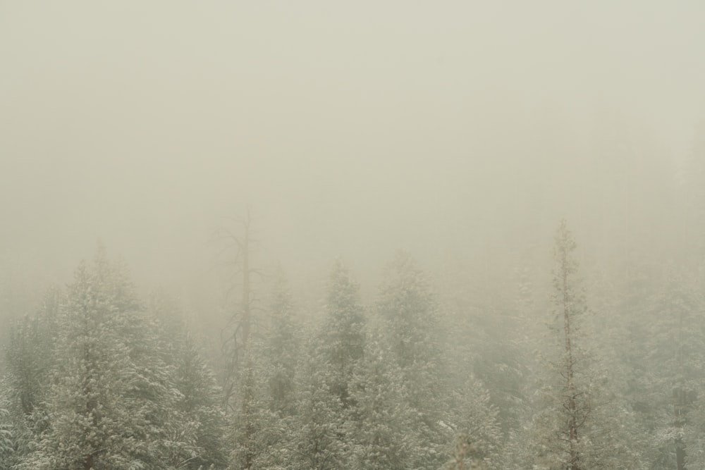 Une forêt d’arbres