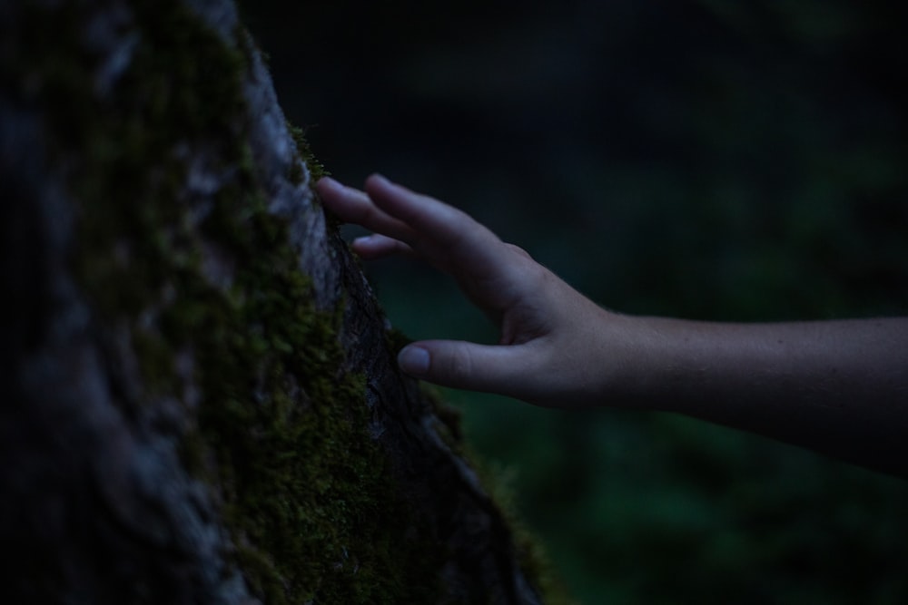a hand reaching out to a tree