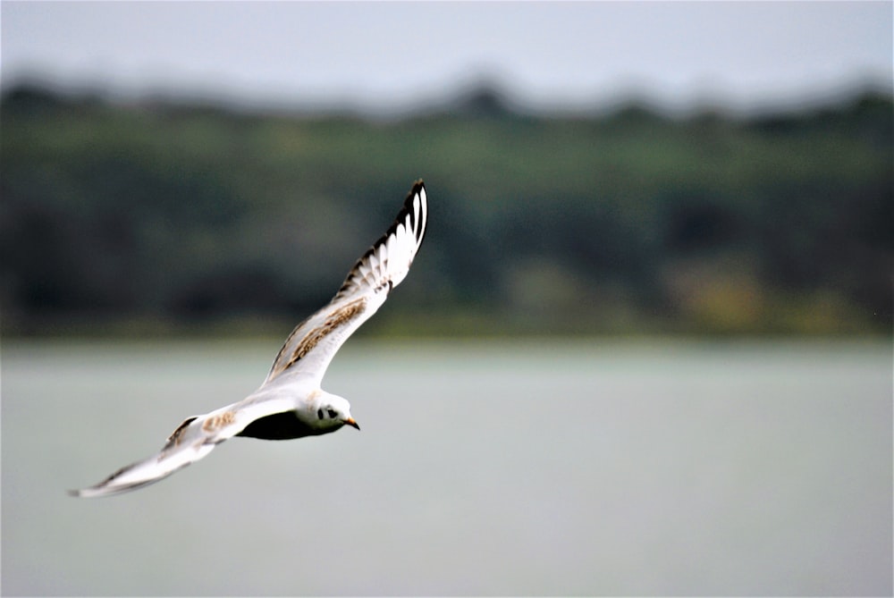 a bird flying over water