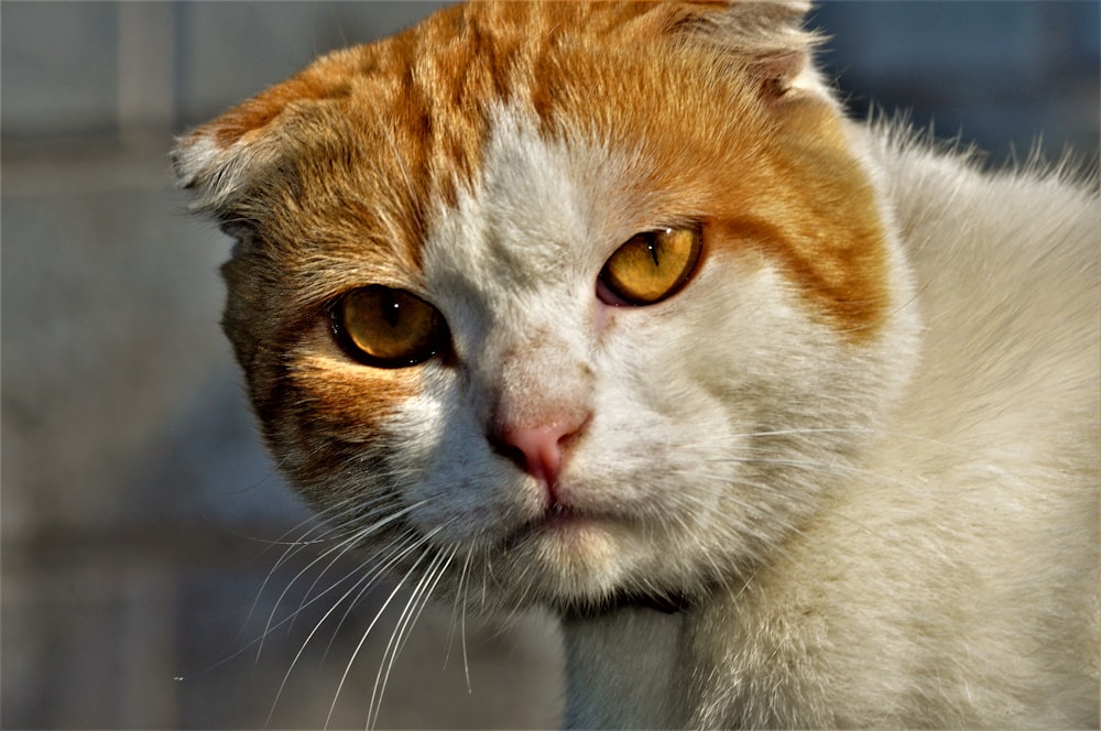 Eine Katze schaut in die Kamera