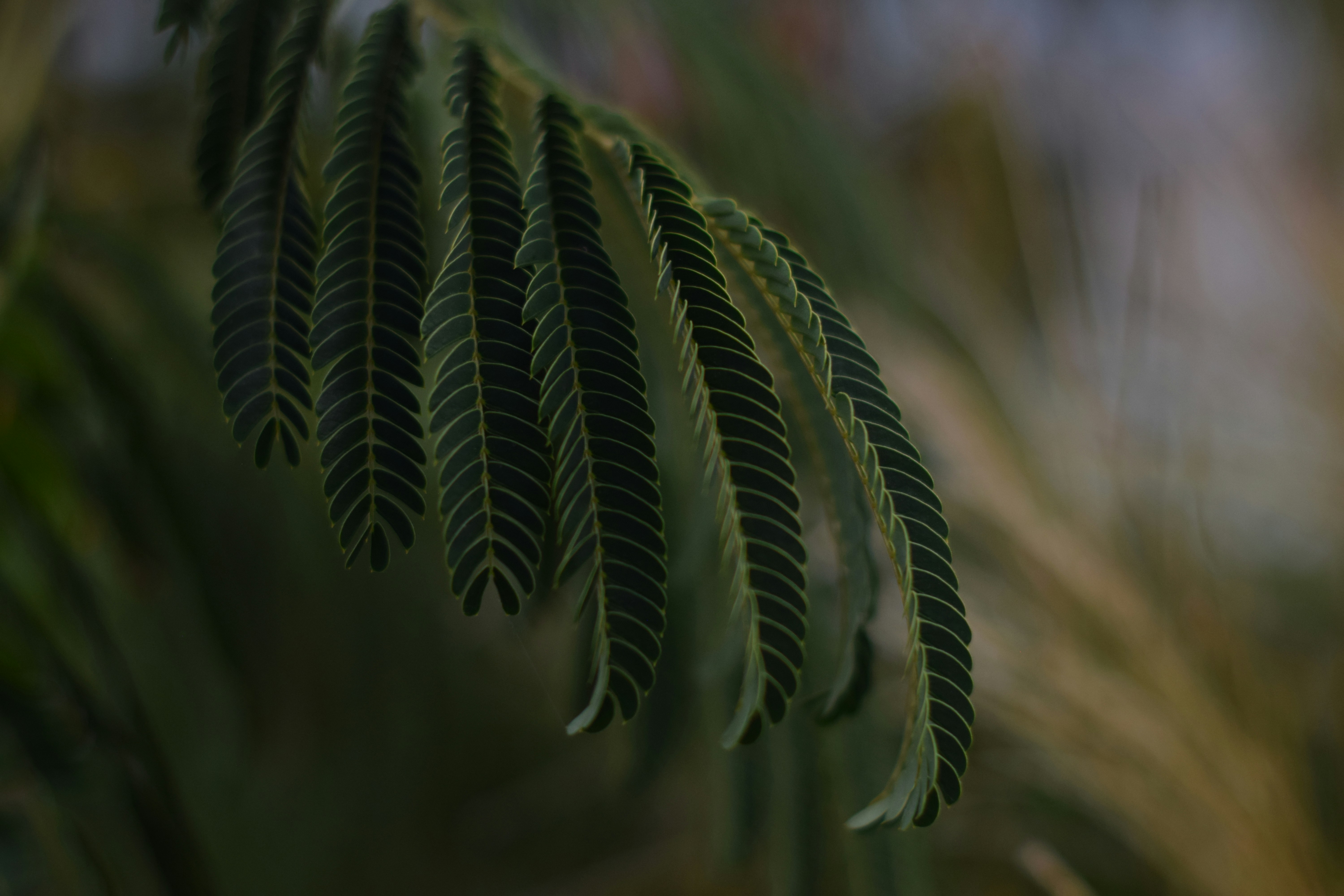a close up of a plant