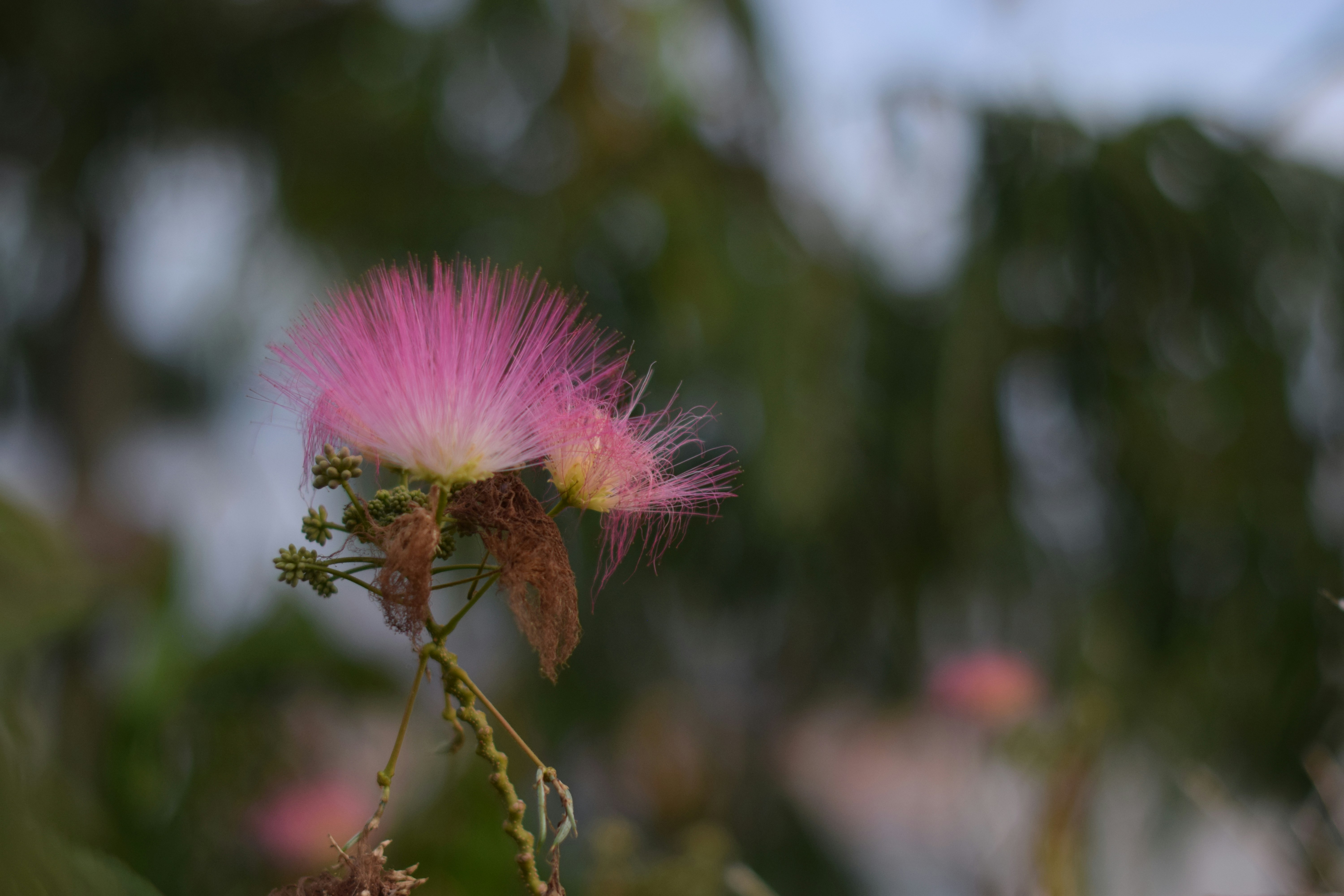 a close up of a flower