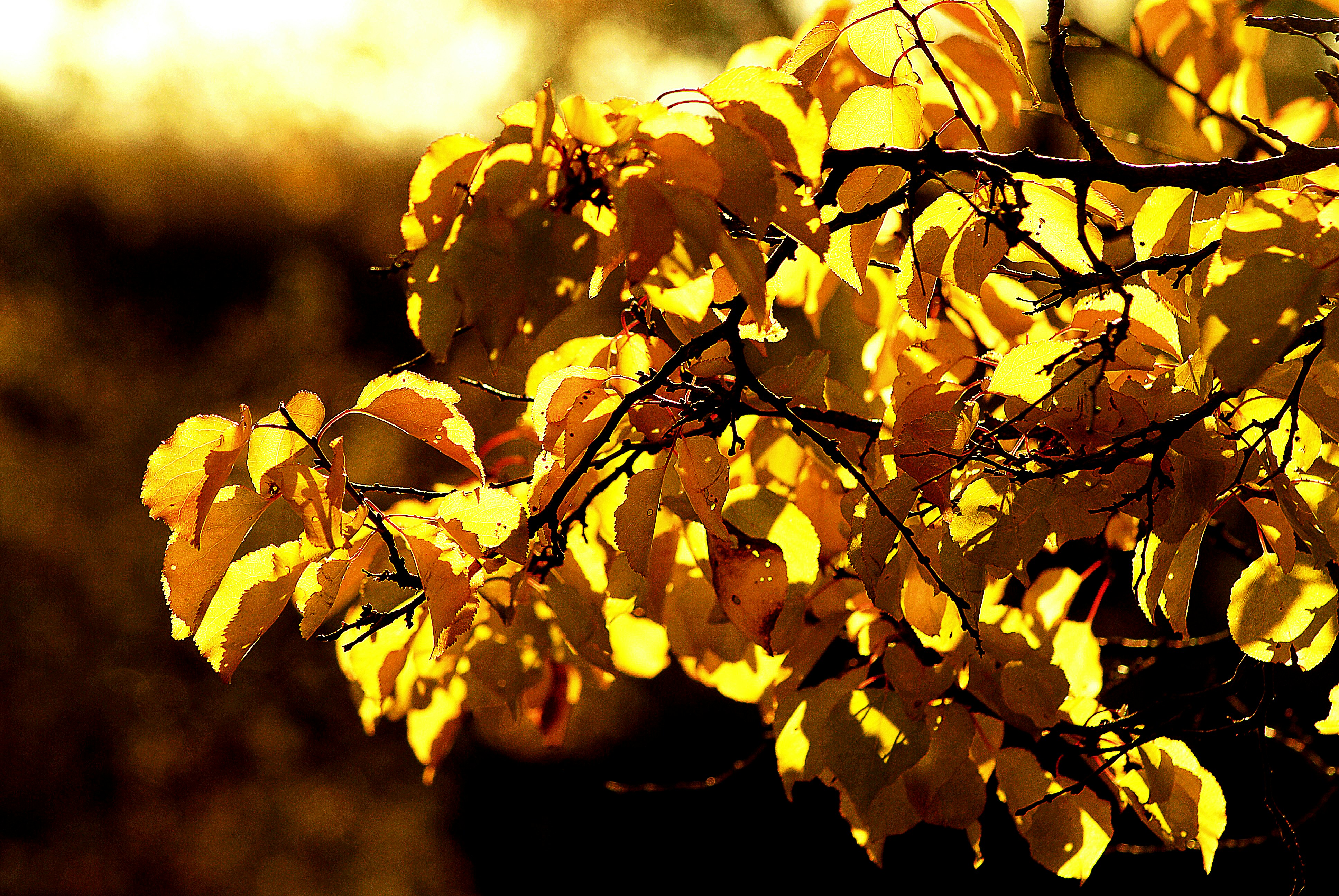 Image by Oleksandr Brovko via Unsplash