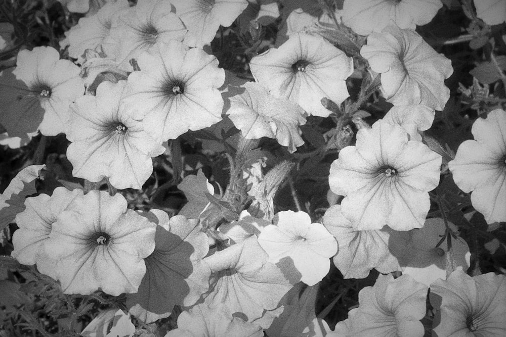 a group of white flowers