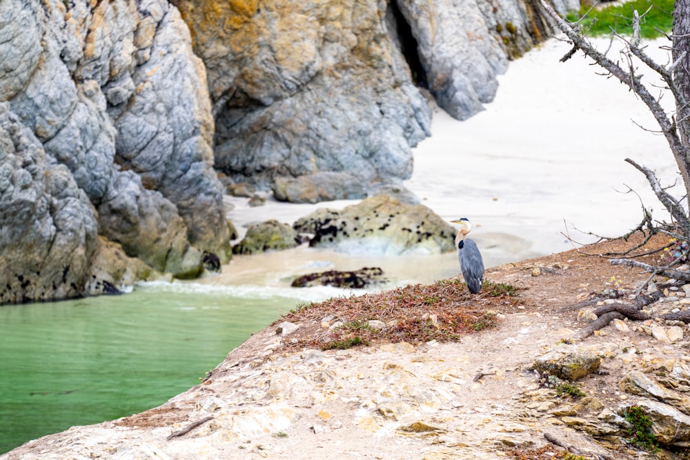 a bird standing on a rock next to a body of water