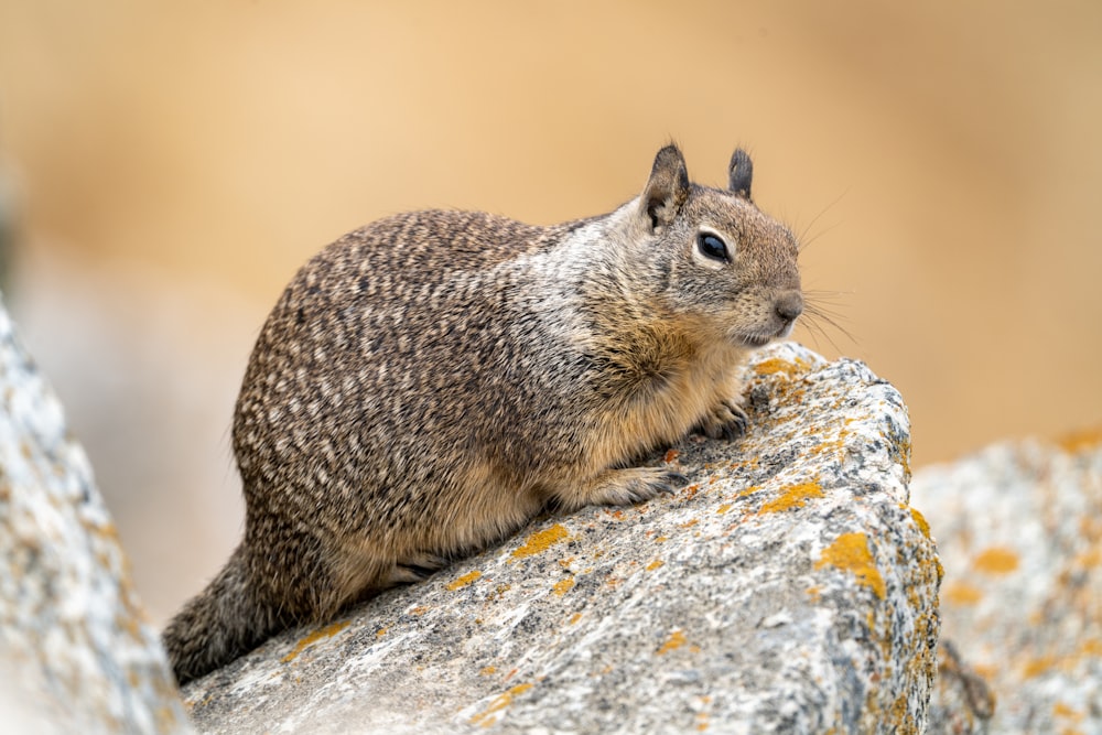 a squirrel sitting on a rock