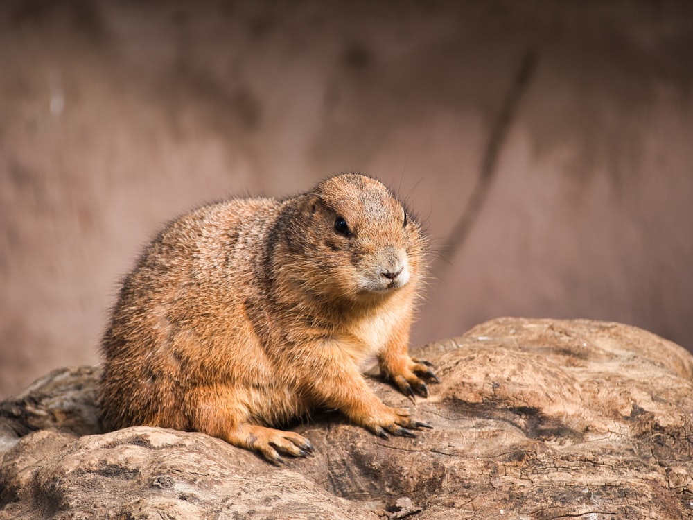 a small animal on a rock