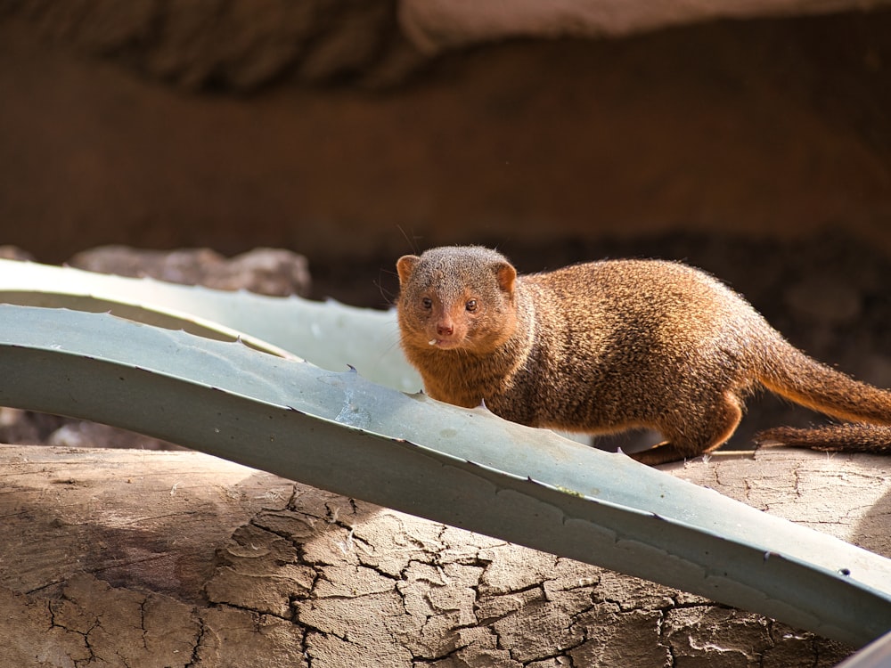a rodent on a wood railing