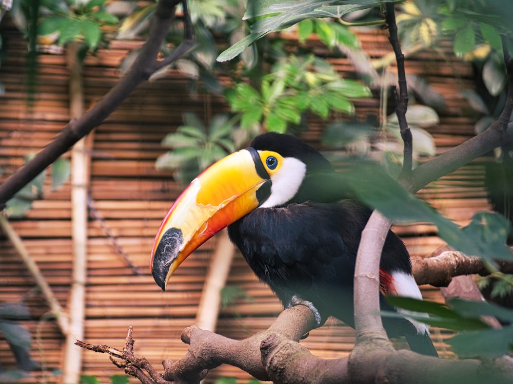 a bird sitting on a branch