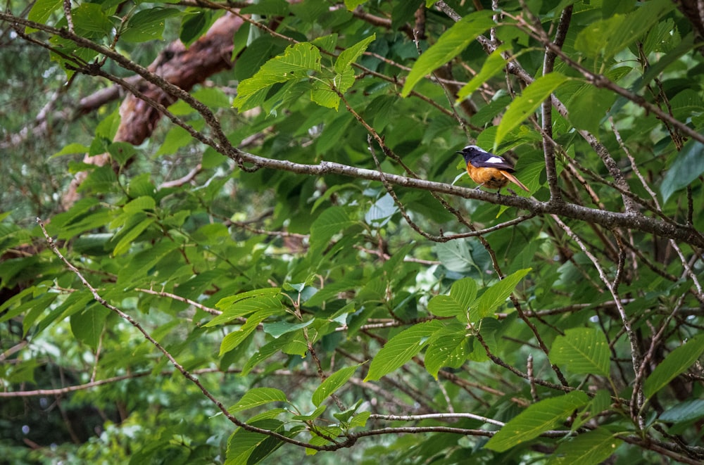 a bird sits on a branch