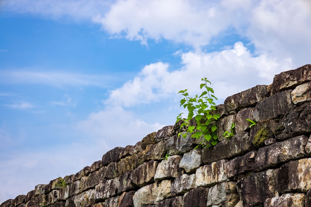 a small tree growing on a rocky hill