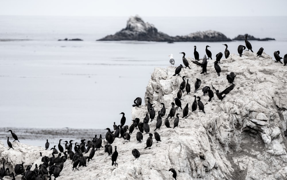 a group of birds on a beach