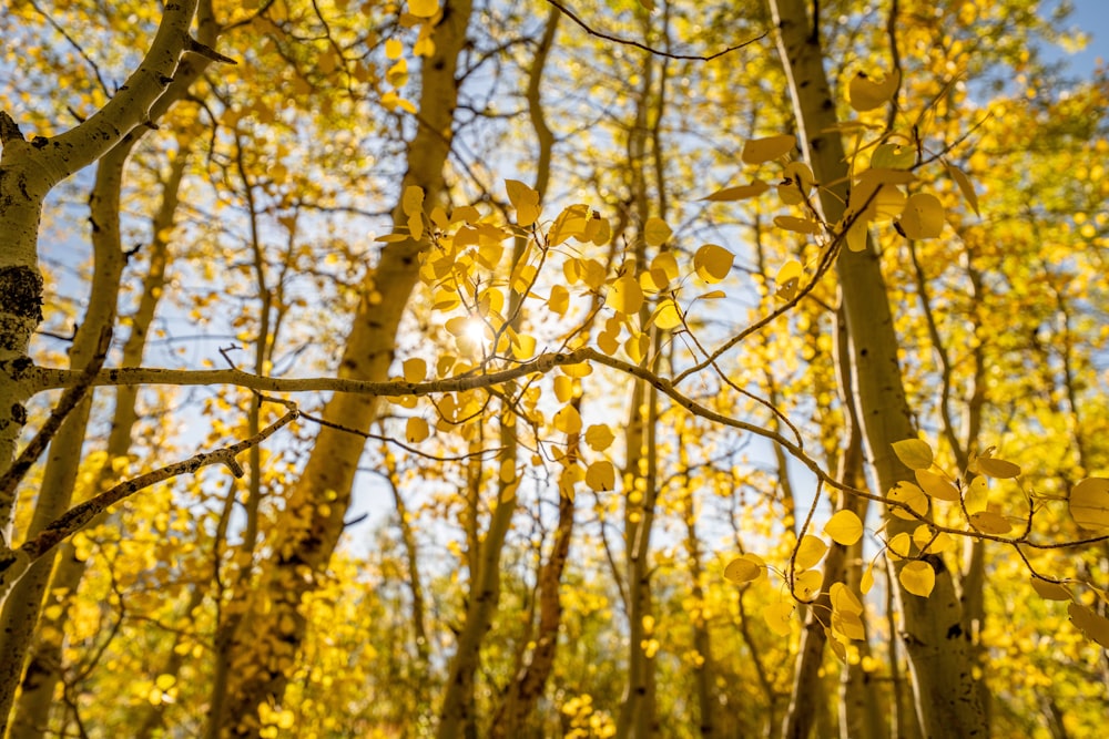 a group of trees with yellow leaves