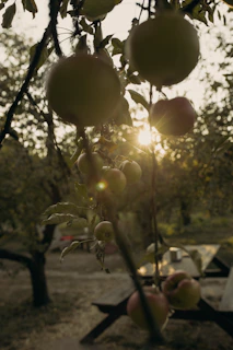 A family enjoying a picnic near the orchard with ripe fruit hanging overhead.