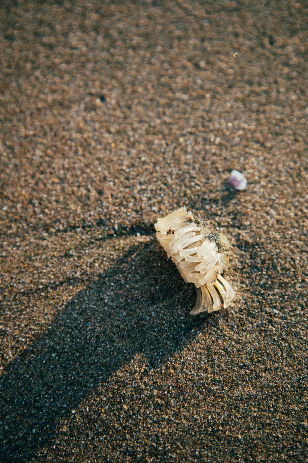 Un coquillage sur le sable