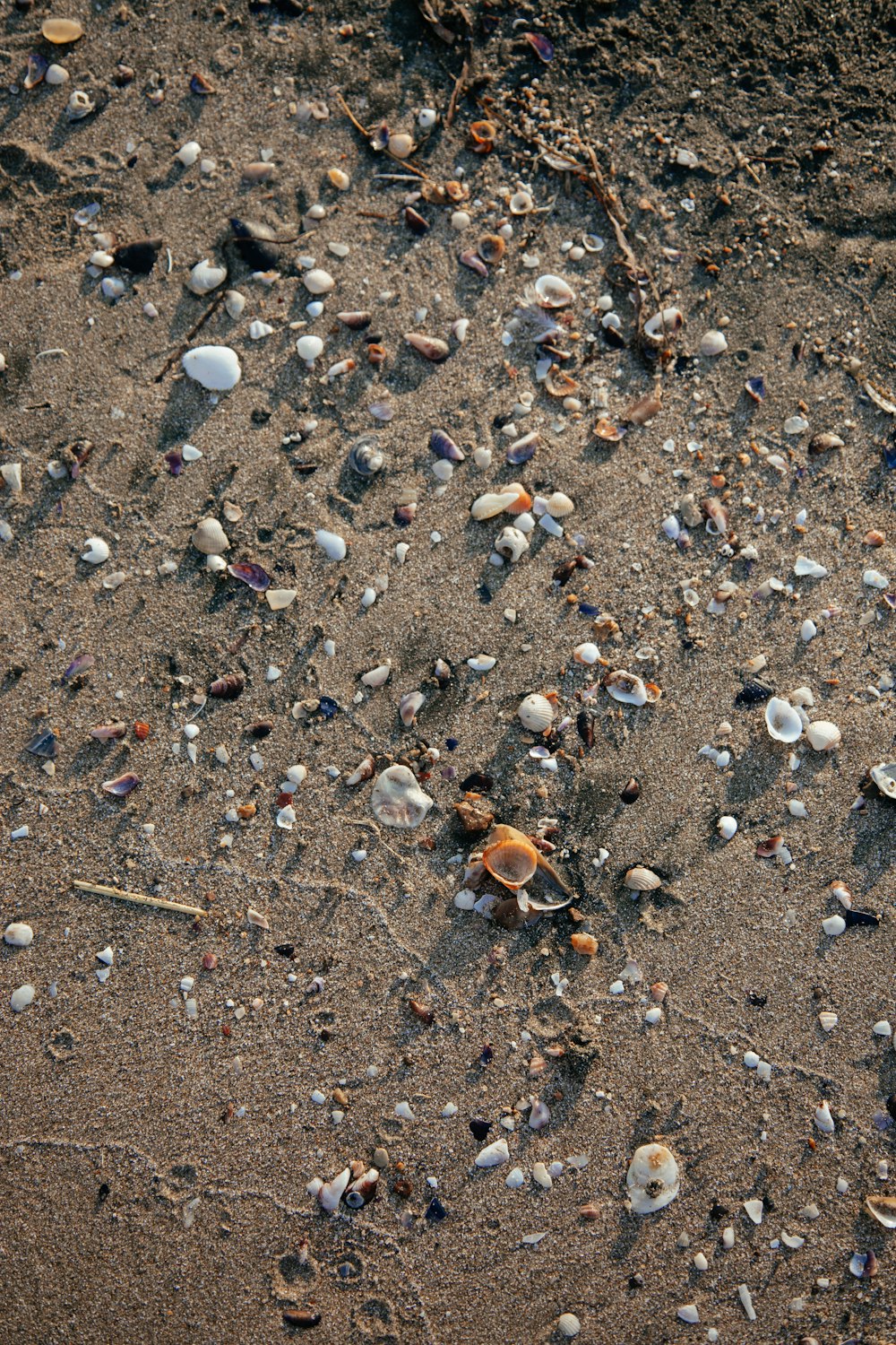 Un crabe sur le sable