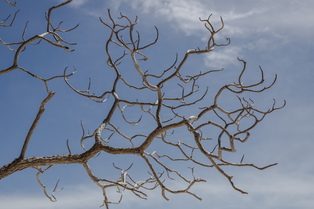 a tree with no leaves