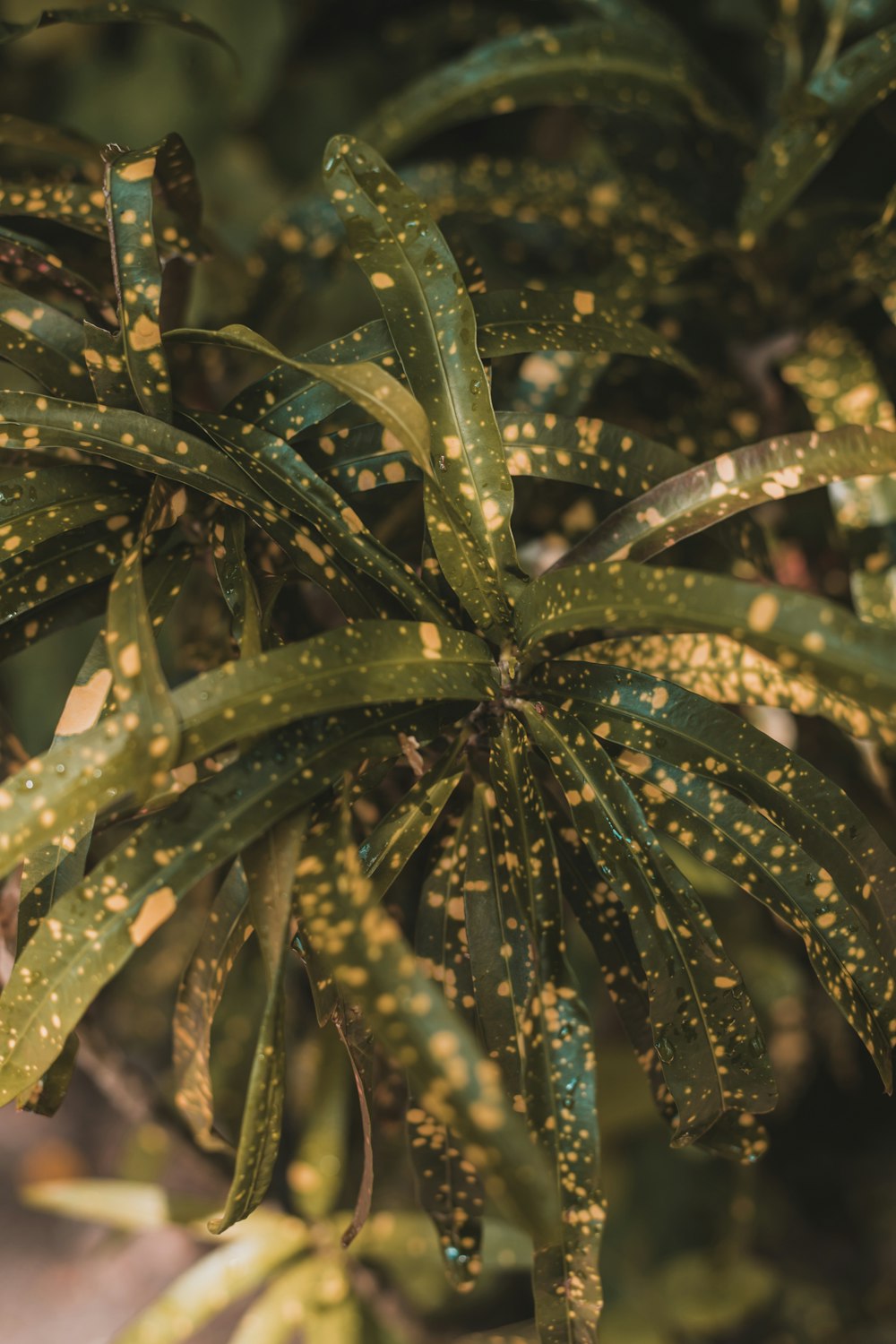 a close up of a plant