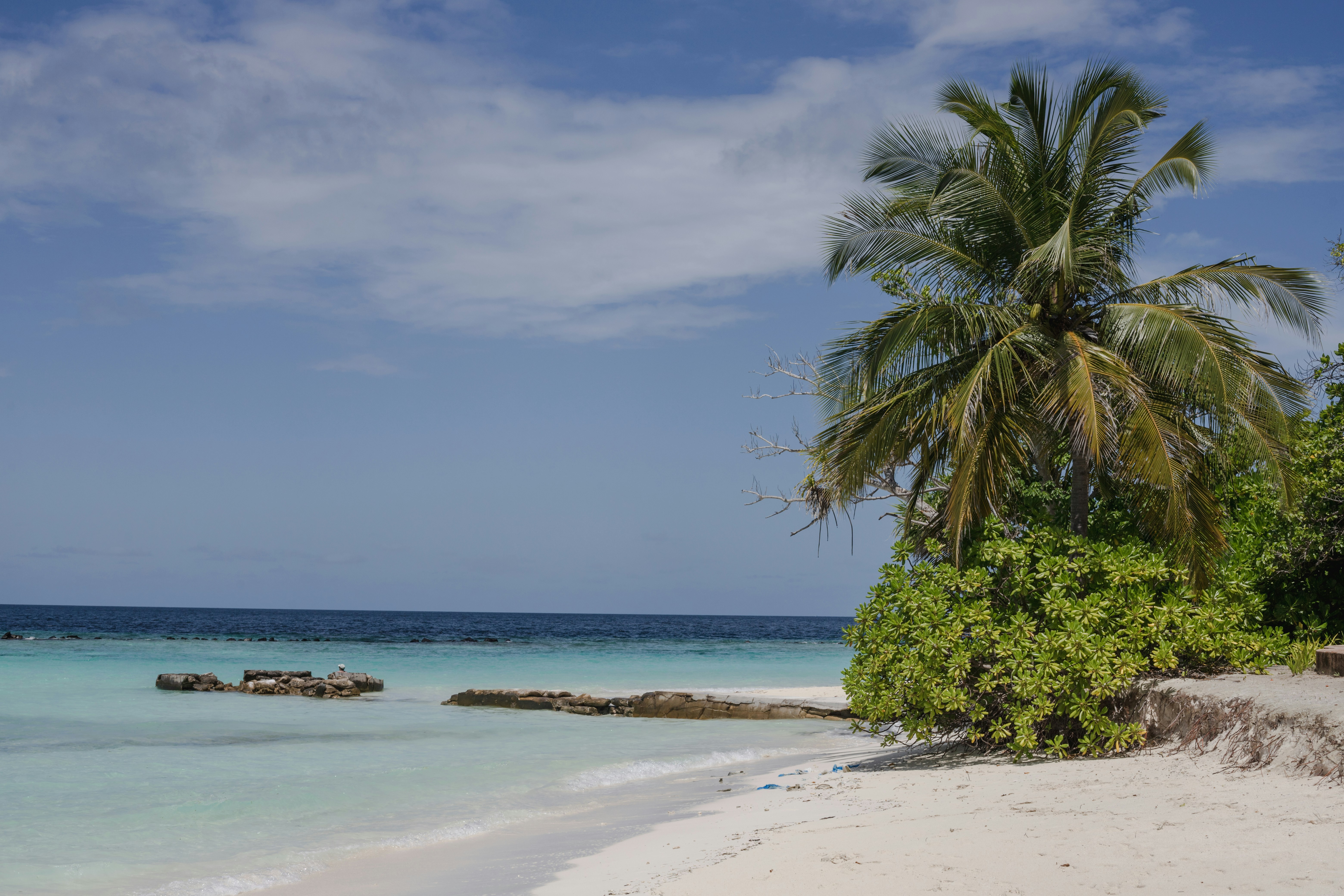 a tropical beach with a palm tree