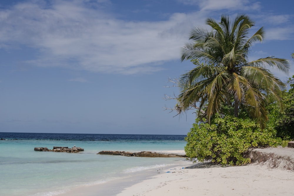 a tropical beach with a palm tree