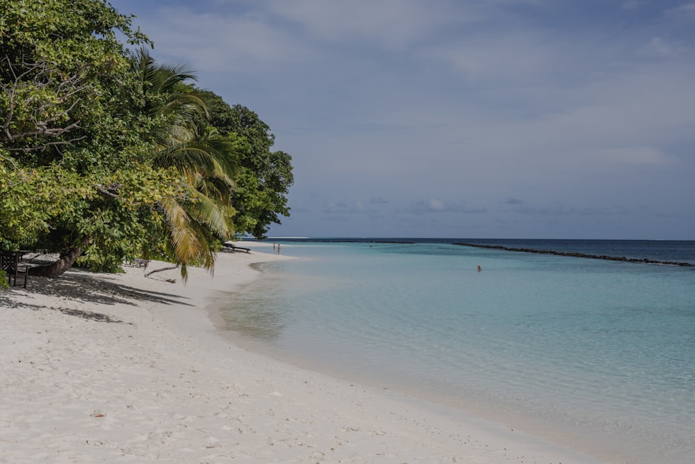 a beach with a tree and blue water