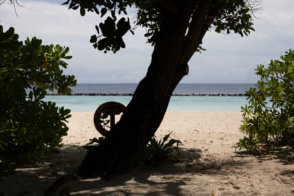 a tree on a beach