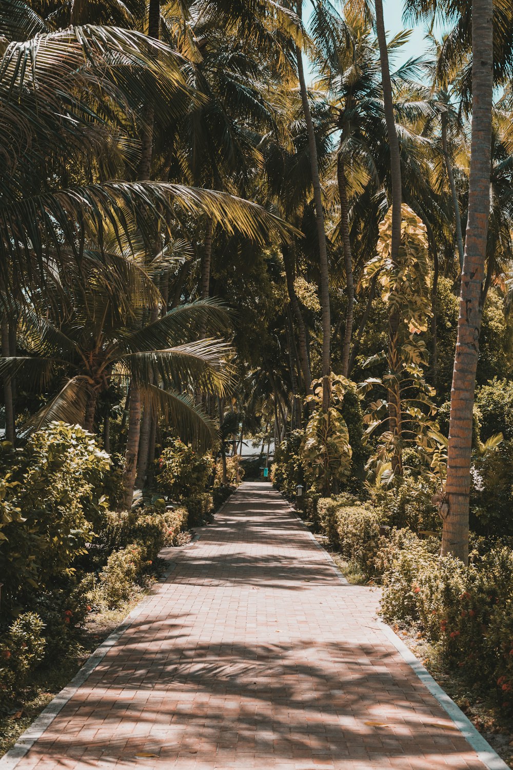 a path with palm trees on either side of it