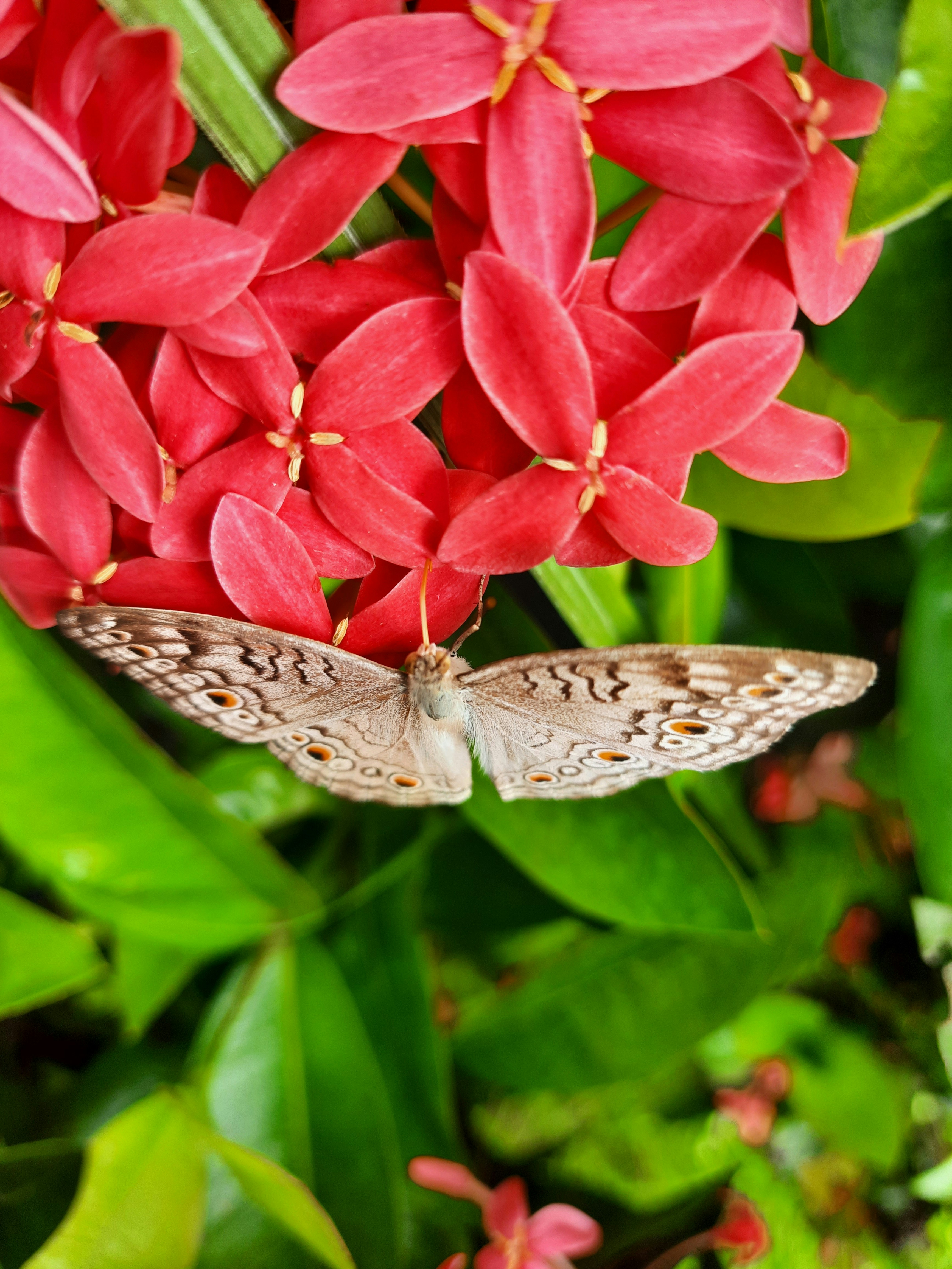 Butterflies are some of the most uniquely beautiful creatures on earth, and they've infatuated some of history's greatest artists. They've also infatuated many in our amazing community of photographers, and Unsplash has a collection of butterfly images that's unparalleled in quality. Always free on Unsplash.