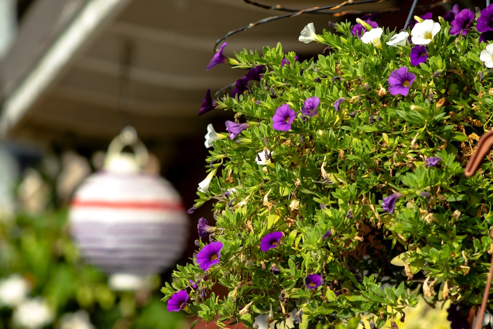 a plant with purple flowers