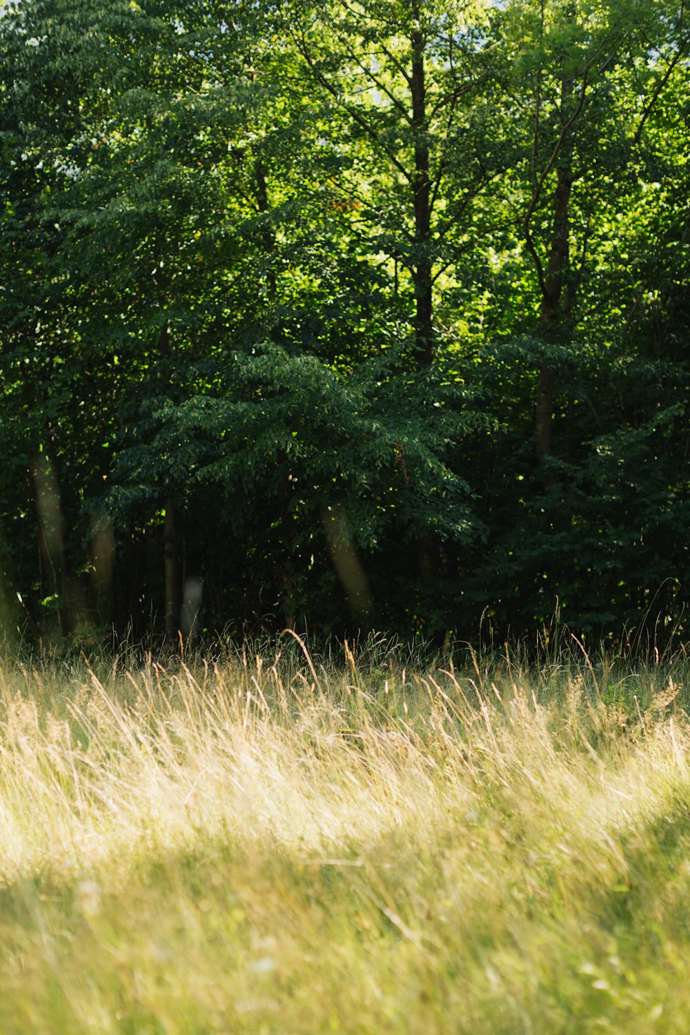 a grassy area with trees in the background