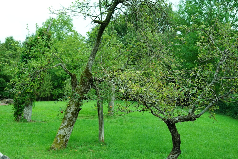 a group of trees in a field