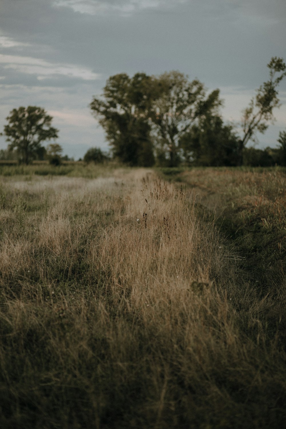 a grassy field with trees in the background